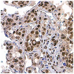 Human HES-1 Antibody, R D Systems 25&mu;g; Unlabeled:Antibodies, Monoclonal