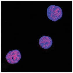 Human/Mouse/Rat HHEX Antibody, R D Systems 25&mu;g; Unlabeled:Antibodies,