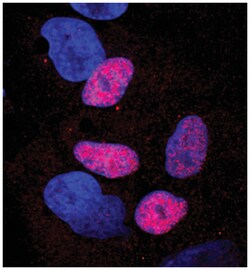 Human/Mouse/Rat HHEX Antibody, R D Systems 25&mu;g; Unlabeled:Antibodies,
