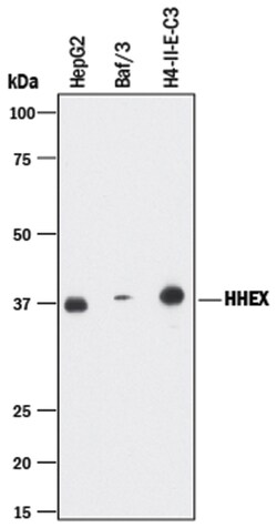 Human/Mouse/Rat HHEX Antibody, R D Systems 25&mu;g; Unlabeled:Antibodies,