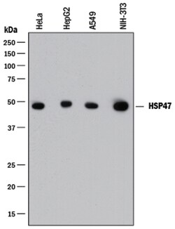 Human/Mouse HSP47 Antibody, R D Systems 25&mu;g; Unlabeled:Antibodies,
