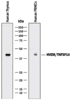 Human HVEM/TNFRSF14 Antibody, R D Systems 100 &mu;g | Buy Online | R&D Systems | Fisher Scientific