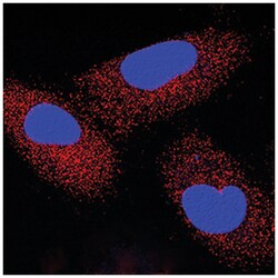 Human IFN-beta Antibody, R D Systems:Antibodies:Primary Antibodies
