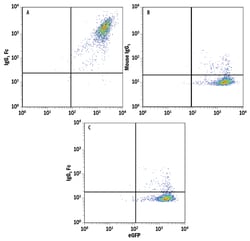 Human IgG Fc APC-conjugated Antibody, R D Systems 100 Tests; APC:Antibodies,