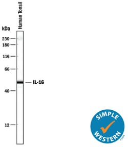 Human IL-16 Antibody, R D Systems:Antibodies:Primary Antibodies