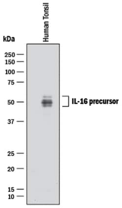 Human IL-16 Antibody, R D Systems:Antibodies:Primary Antibodies