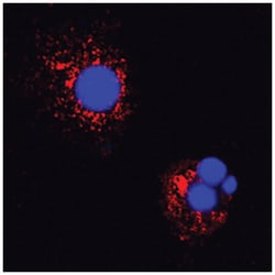 Canine IL-18/IL-1F4 Antibody, R D Systems 100&mu;g; Unlabeled:Antibodies,