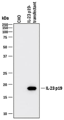 Human IL-23 p19 Antibody, R D Systems:Antibodies:Primary Antibodies