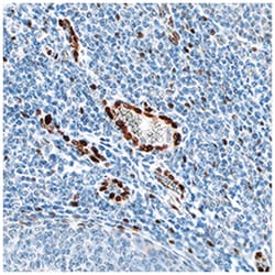 Human IL-33 Antibody, R D Systems:Antibodies:Primary Antibodies