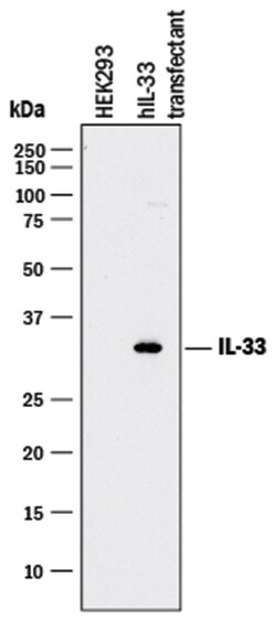 Human IL-33 Antibody, R D Systems:Antibodies:Primary Antibodies