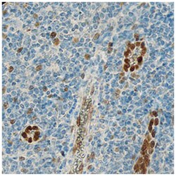 Human IL-33 Antibody, R D Systems:Antibodies:Primary Antibodies