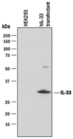 Human IL-33 Antibody, R D Systems:Antibodies:Primary Antibodies