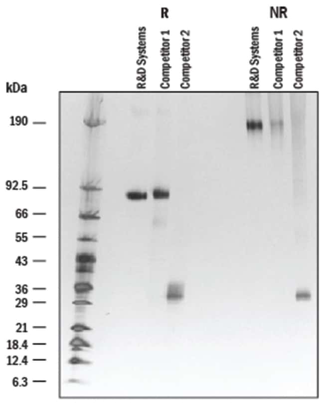 R&D Systems™ Human IL35 Fc Chimera, CarrierFree Protein