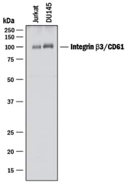 Human Integrin beta 3/CD61 Antibody, R D Systems 100&mu;g; Unlabeled:Antibodies,