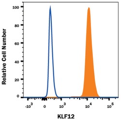 Human KLF12 Antibody, R D Systems 25&mu;g; Unlabeled:Antibodies, Monoclonal