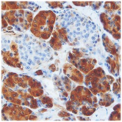 Human/Rat Lactate Dehydrogenase A/LDHA Antibody, R D Systems 100 &mu;g | Buy Online | R&D Systems | Fisher Scientific