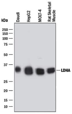 Human/Rat Lactate Dehydrogenase A/LDHA Antibody, R D Systems 100 &mu;g | Buy Online | R&D Systems | Fisher Scientific