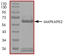 R D Systems Recombinant Human Active MAPKAPK2 (46-end) Protein 10ug, Carrier Free | Buy Online | R&amp;D Systems&trade; | Fisher Scientific