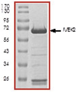 R D Systems Recombinant Human Active MEK2 Protein, CF 10 &mu;g | Buy Online | R&amp;D Systems&trade; | Fisher Scientific