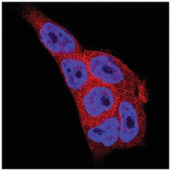 Human/Mouse/Rat MST2/STK3 Antibody, R D Systems:Antibodies:Primary Antibodies