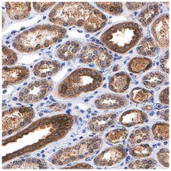 Human/Mouse/Rat MST2/STK3 Antibody, R D Systems:Antibodies:Primary Antibodies