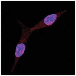 Human Mxi1 Antibody, R D Systems 100&mu;g; Unlabeled:Antibodies, Polyclonal