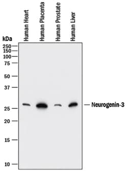 Human Neurogenin-3 Antibody, R D Systems 25&mu;g; Unlabeled:Antibodies,