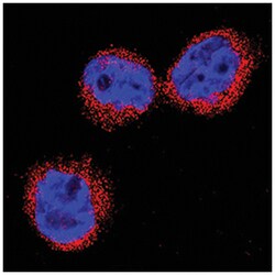 Human Neutrophil Elastase/ELA2 Antibody, R D Systems 100&mu;g; Unlabeled:Antibodies,