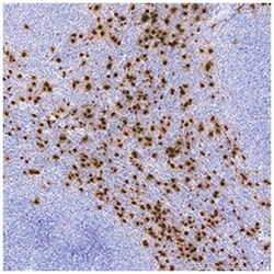 Human Neutrophil Elastase/ELA2 Antibody, R D Systems 100&mu;g; Unlabeled:Antibodies,