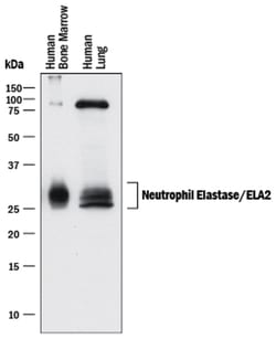 Human Neutrophil Elastase/ELA2 Antibody, R D Systems 100&mu;g; Unlabeled:Antibodies,