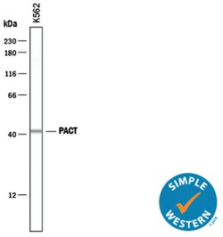 Human PACT Antibody, R D Systems 25&mu;g; Unlabeled:Antibodies, Polyclonal