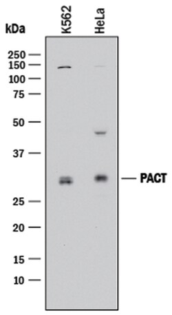 Human PACT Antibody, R D Systems 25&mu;g; Unlabeled:Antibodies, Polyclonal