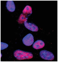 Human/Mouse Pax3/Pax7 Antibody, R D Systems 25&mu;g; Unlabeled:Antibodies,