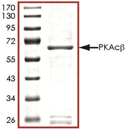 R D Systems Recombinant Human Active PKA C beta Protein 10 &mu;g | Buy Online | R&amp;D Systems&trade; | Fisher Scientific