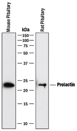 Mouse/Rat Prolactin Antibody, R D Systems 500ug; Unlabeled:Antibodies,