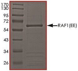 R D Systems Recombinant Human Active Raf-1 (Y340E Y341E, 306-end) 10 &mu;g | Buy Online | R&amp;D Systems&trade; | Fisher Scientific