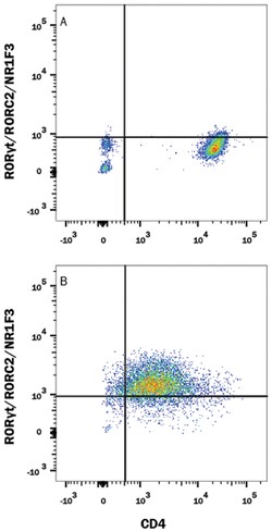 Human/Mouse ROR gamma t/RORC2/NR1F3 Alexa Fluor 488-conjugated Antibody,