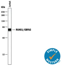 Human RUNX1/CBFA2 Antibody, R D Systems 100&mu;g; Unlabeled:Antibodies,
