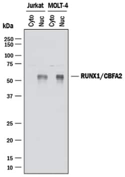 Human RUNX1/CBFA2 Antibody, R D Systems 100&mu;g; Unlabeled:Antibodies,