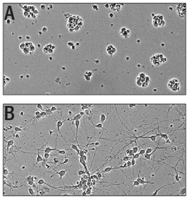 R D Systems Human Slit3 (aa 11201523), CarrierFree