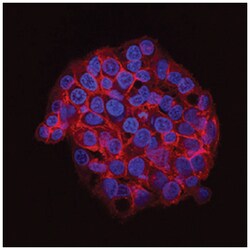 Human Phospho-Src (Y416) Antibody, R D Systems 25&mu;g; Unlabeled:Antibodies,