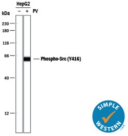 Human Phospho-Src (Y416) Antibody, R D Systems 25&mu;g; Unlabeled:Antibodies,