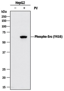 Human Phospho-Src (Y416) Antibody, R D Systems 25&mu;g; Unlabeled:Antibodies,