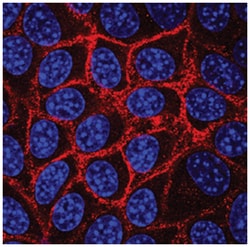 Mouse Syndecan-1/CD138 Antibody, R D Systems 100ug; Unlabeled:Antibodies,