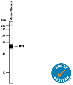 Mouse TFPI Antibody, R D Systems 25&mu;g; Unlabeled:Antibodies, Polyclonal