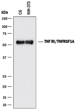 Mouse/Rat TNF RI/TNFRSF1A Antibody, R D Systems 25&mu;g; Unlabeled:Antibodies,
