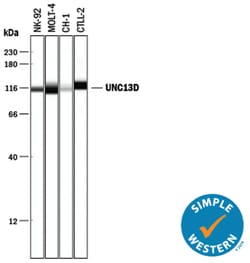 Human/Mouse UNC13D Antibody, R D Systems:Antibodies:Primary Antibodies