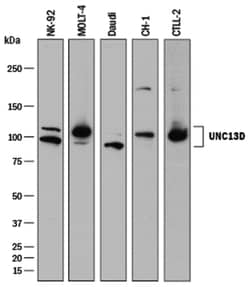 Human/Mouse UNC13D Antibody, R D Systems:Antibodies:Primary Antibodies