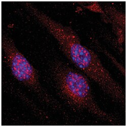 Mouse VG5Q Antibody, R D Systems 25 &mu;g | Buy Online | R&D Systems | Fisher Scientific