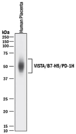 Human VISTA/B7-H5/PD-1H Antibody, R D Systems:Antibodies:Primary Antibodies